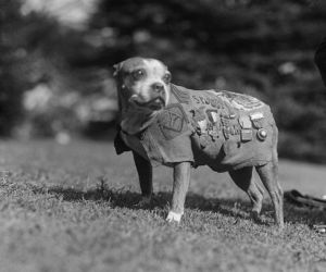 A Boston terrier named Sergeant Stubby, America's first war dog, who participated in seventeen battles on the Western Front during WWI.