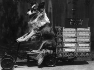 Collie's Special Delivery, dog on a toy wagon loaded with Uneeda biscuit cartons, c. 1916