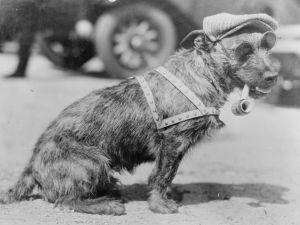 Dog winner in L.A., photo by Leslie Jones, 1920s